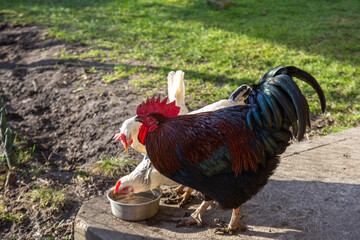 Rooster and hen drinking water together