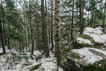 Landscape in the forest in the mountains. Rocks and tree trunks covered in moss