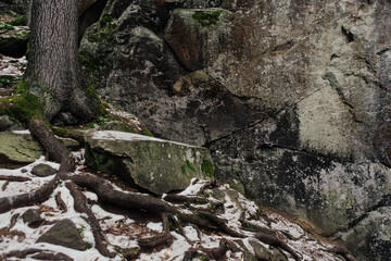 Rocks and moss among trees in winter forest