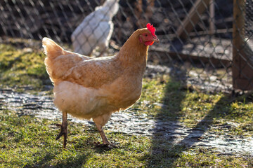 Yellow hen running in the garden