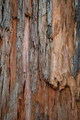 Old wood cracked texture, the trunk of the tree, natural wood background