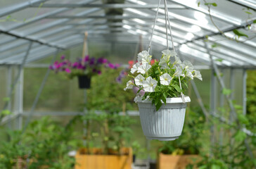 White petunia in hanging flowerpot in greenhouse in sunny day.