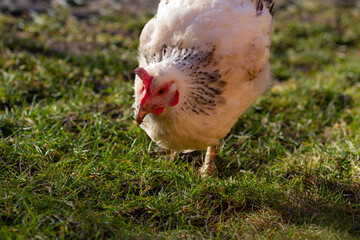 Cute little chicken in the garden