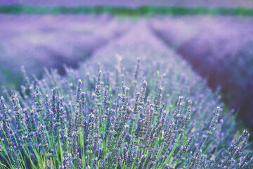 Beautiful purple lavender field in Gordes, la provence,  France