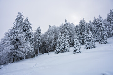 Fototapeta na wymiar White winter landscape with snowy nature in the Romanian Carpathians