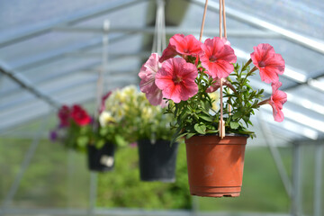 Beautiful pink petunia in hanging flowerpot in greenhouse.
