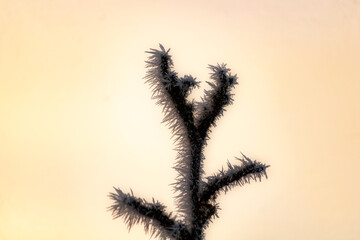 frost on the branches