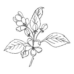Cherry sakura branch with flowers, doodling style, contour hand drawing. Vector illustration