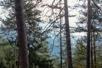 Fototapeta premium Landscape in the forest in the mountains. Rocks and tree trunks covered in moss