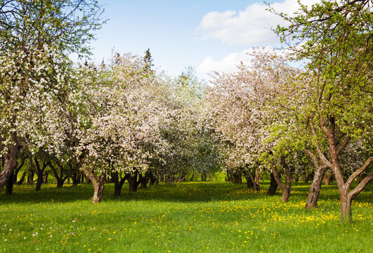 Spring apple garden with blossom apple trees