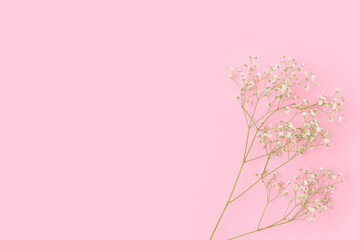 Branch of gypsophila flower on a pink background. Gentle concept with copyspace.