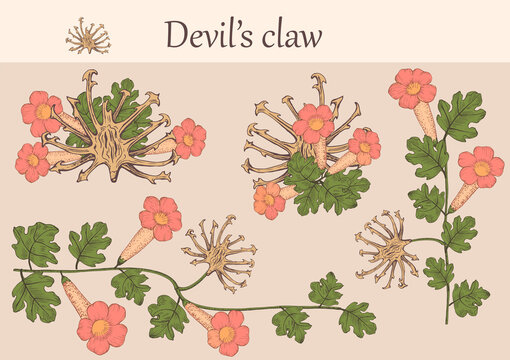 Hand-drawn image of devil's claw flowers with stems and leaves.botanical illustration. Healing Herbs for design Natural Cosmetics, aromatherapy,homeopathy.