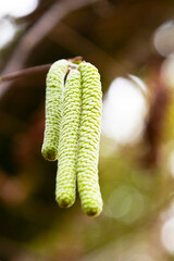 close-up catkins of common hazel, Corylus avellana, the concept of starting a new life, early spring