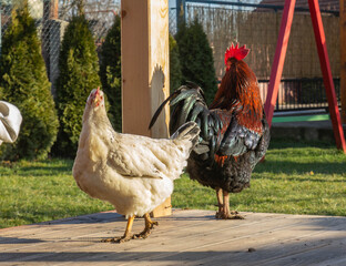 rooster and hen in the garden © Adam