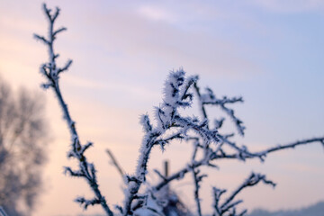 Obraz premium snow covered branches