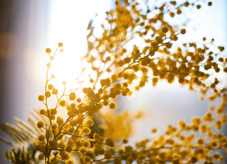 spring flowers. Mimosa in the sun  background, concept  of 8 March, happy women's day