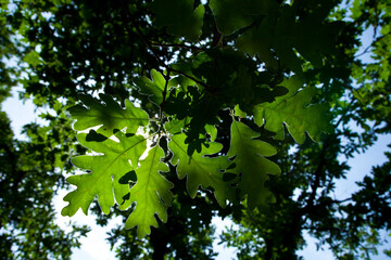 ROBLE REBOLLO (Quercus pyrenaica)