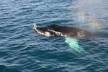 Obraz premium Humpback whale