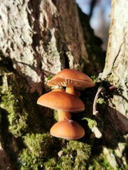 Samtfußrübling ein heimischer Winterpilz auf einem Holunderstamm, Pilze im Winter sammeln