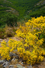 Fototapeta premium Genistas y hayas. Parque Natural Hayedo de Tejera Negra. Macizo de Ayllón. Guadalajara. Castilla - La Mancha.