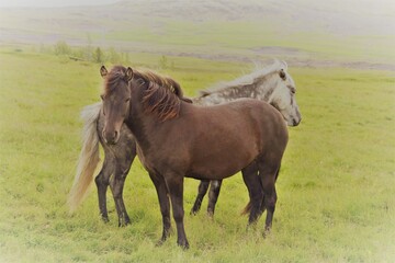 chevaux islandais