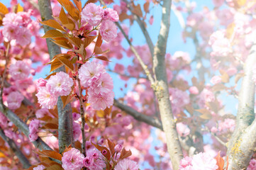 Pink cherry blossom in a sunrays close up