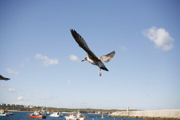 Fototapeta na wymiar Seagulls on fishing boats