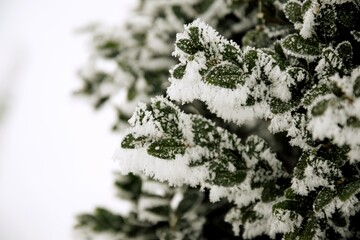 Boxwood hoarfrosted and under snow, rime during big frost, winter background with copy space
