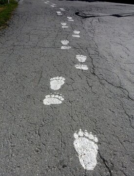 White paints of bear footprints walking forward on an asphalt road.