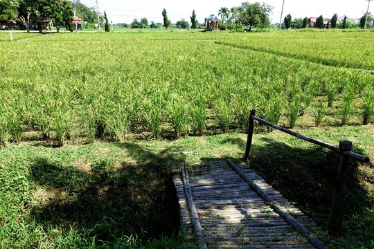 Rice paddy, in Thailand, with a bamboo bridge across a small irrigation stream in front of the farm.