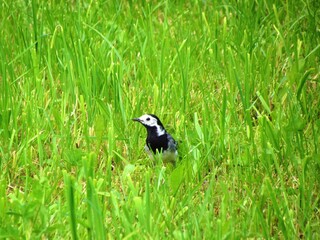 White and black white wagtail (Motacilla alba) small passerine bird