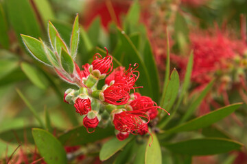 Fototapeta premium Red mimosa blossoms