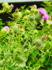 Large ripe thistle flower