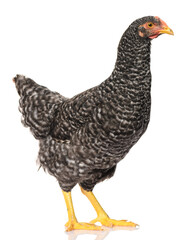 one black chicken isolated on white background, studio shoot