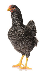 one black chicken isolated on white background, studio shoot