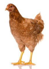 one brown chicken isolated on white background, studio shoot