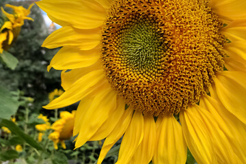Close up of yellow sunflower inflorescence