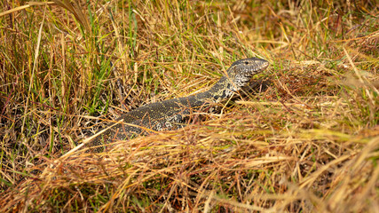 Nile monitor (Varanus niloticus) in grass habitat