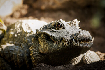close up of a crocodile