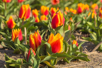 Blooming tulip fields.