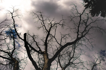 Intricate twigs on white oak limbs.