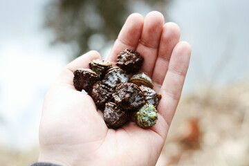 Eucaliptus seeds in hand