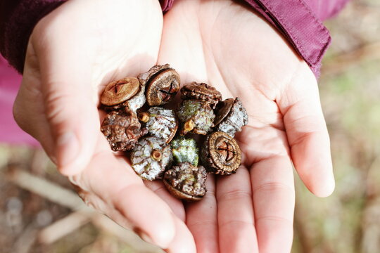 Eucaliptus seeds in hand