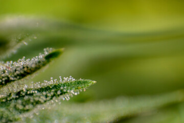 Tricomas del cannabis 