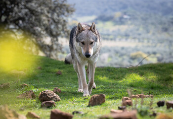Fototapeta premium Young male Czechoslovakian wolf dog portrait. Outdoors.