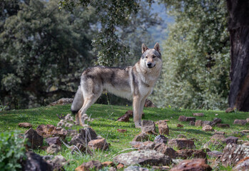 Young male Czechoslovakian wolf dog portrait. Outdoors.