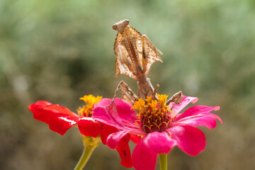 All The Stories about graceful praying mantis