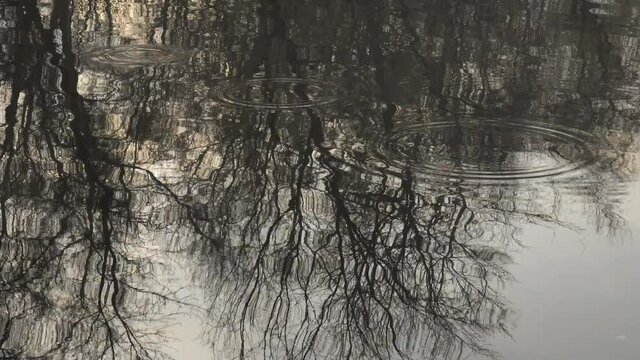 circles on the water river reflection of trees