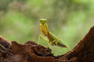 All The Stories about graceful praying mantis