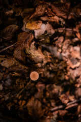 small mushroom on brown autumn leaves. toadstool on the ground